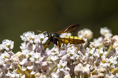 Cerceris bicornuta