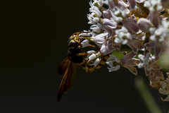 Cerceris bicornuta