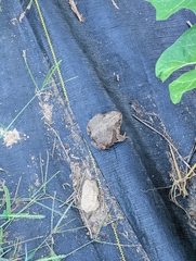 Anaxyrus americanus