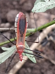 Harpactorini