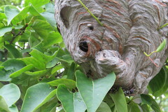 Dolichovespula maculata