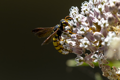 Cerceris bicornuta