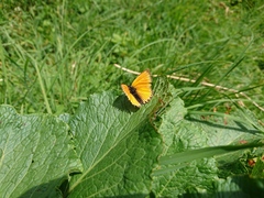 Lycaena virgaureae