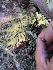 Myriopteris gracillima