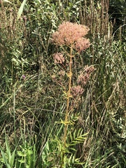 Valeriana officinalis