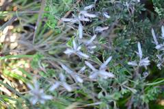 Indigofera praetermissa