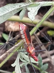 Harpactorini
