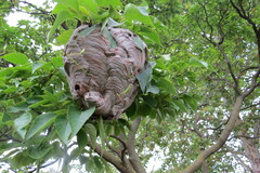 Dolichovespula maculata