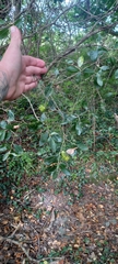 Salix atrocinerea