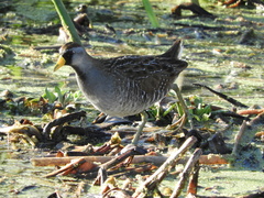 Porzana carolina