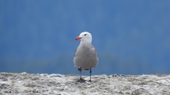 Larus heermanni