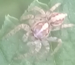Salticidae