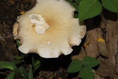 Cyclocybe