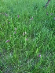 Gladiolus imbricatus