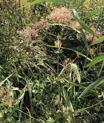 Valeriana officinalis