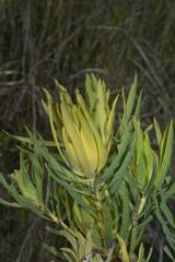 Leucadendron