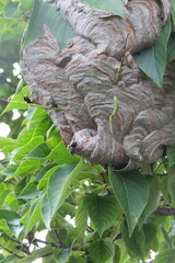 Dolichovespula maculata