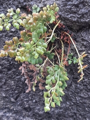 Asplenium ruta-muraria