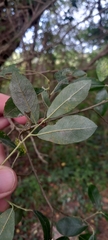 Salix atrocinerea