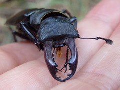 Lucanus cervus