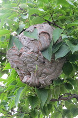 Dolichovespula maculata