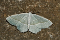 Campaea margaritaria