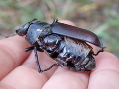 Lucanus cervus