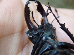 Lucanus cervus