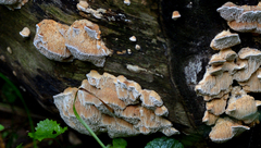 Steccherinum ochraceum