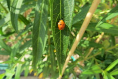 Harmonia axyridis