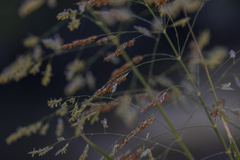 Sorghum halepense