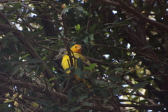 Sicalis flaveola