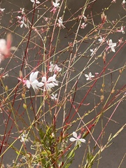 Oenothera lindheimeri