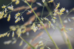 Sorghum halepense