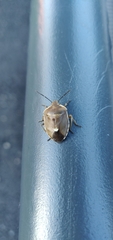 Chlorochroa pinicola
