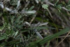 Indigofera praetermissa