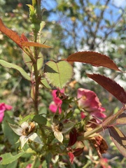 Rosa rubiginosa