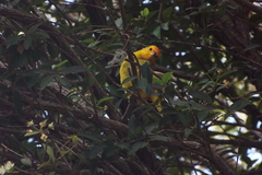 Sicalis flaveola