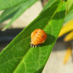 Harmonia axyridis