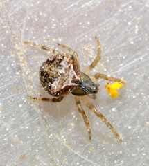 Araneidae