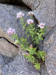 Ageratina occidentalis