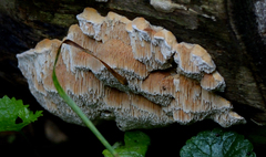 Steccherinum ochraceum