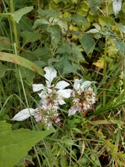 Pycnanthemum