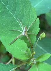 Pisaurina mira