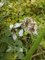 Pycnanthemum