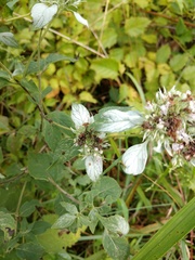 Pycnanthemum