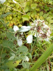 Pycnanthemum