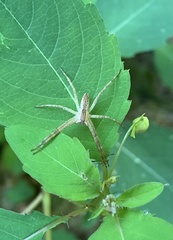 Pisaurina mira
