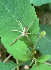 Pisaurina mira