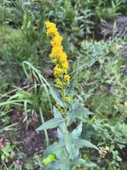 Solidago velutina